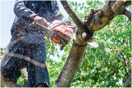 tree services Gastonville